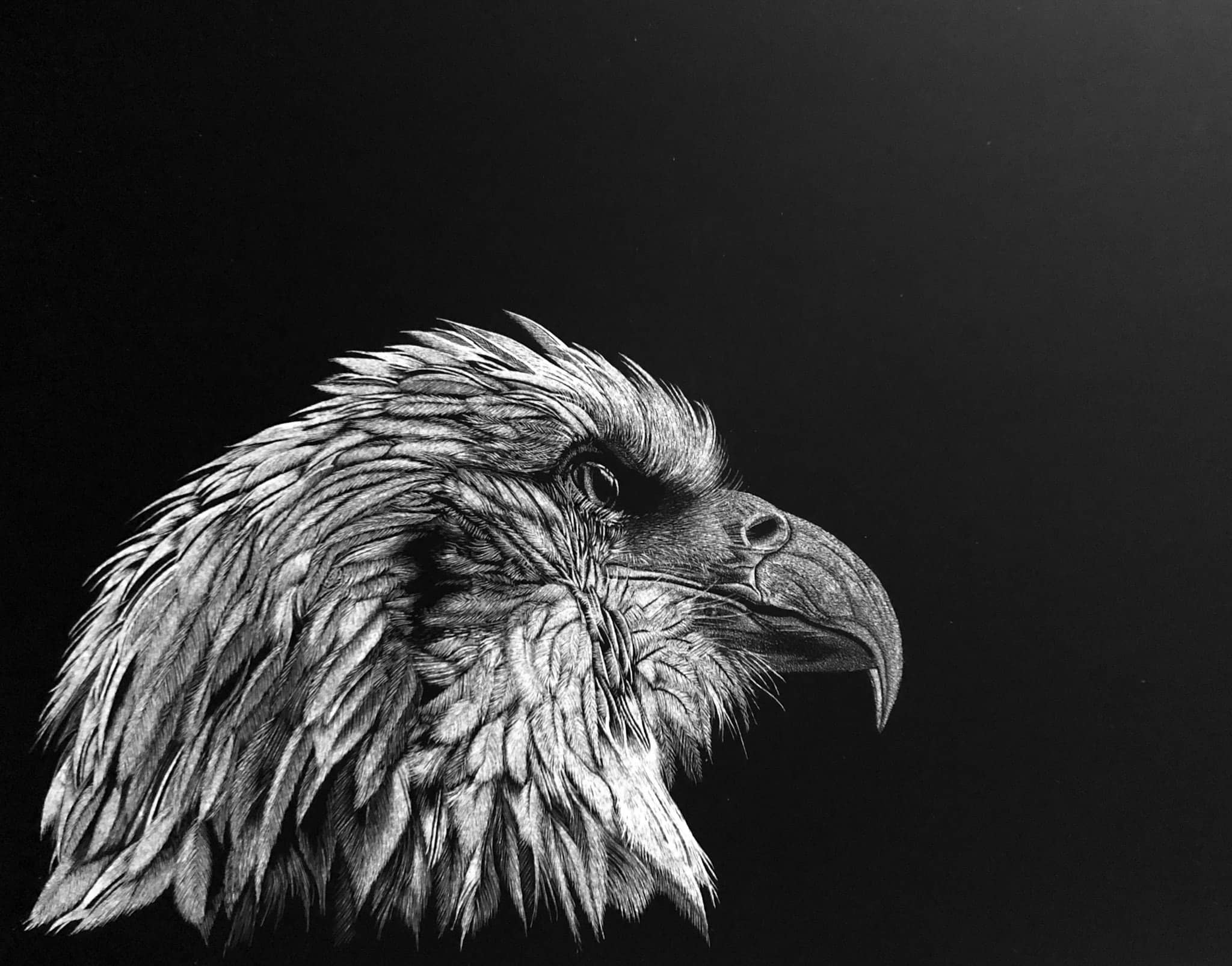 Eagle 1 – original scratchboard by Nathan Kukla