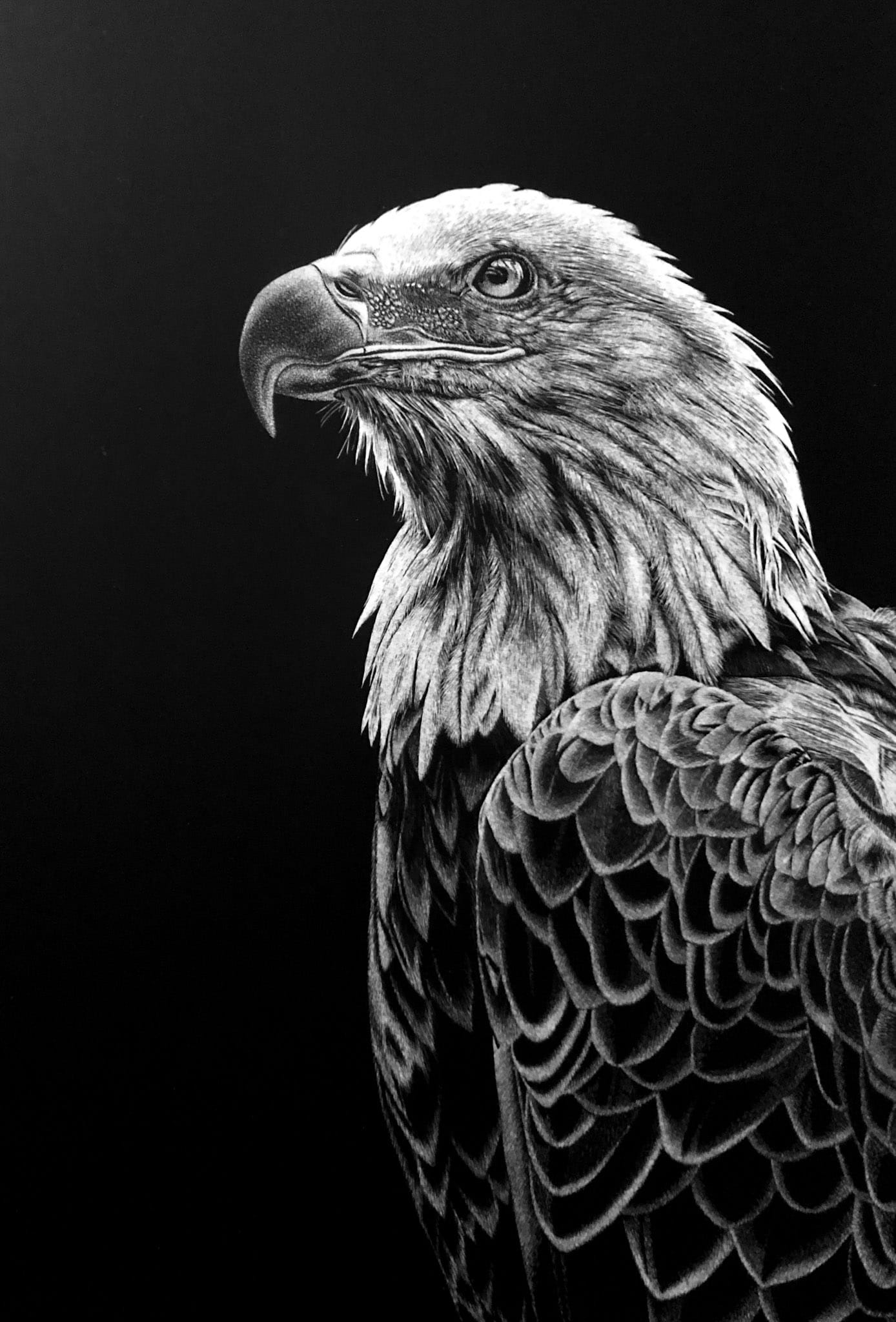 Eagle 3 – original scratchboard by Nathan Kukla